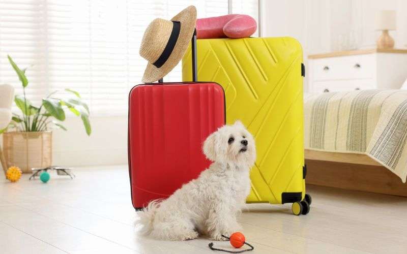 Pet-friendly